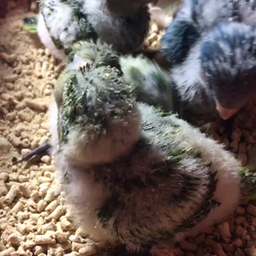 オキナインコ 作戦会議の画像