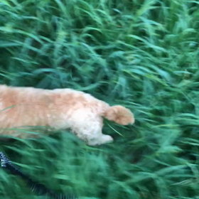 ♪お散歩動画♪代々木公園♪の画像