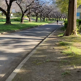 県駅伝選考会女子②の画像