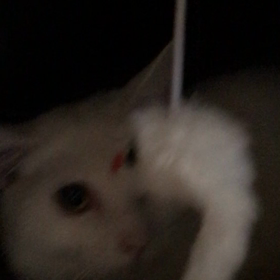 正式に家族として(^^)の画像