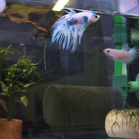 混泳④ どつく女の画像