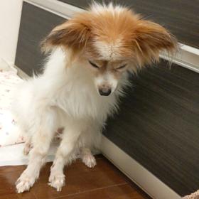 にももんのお話。の画像