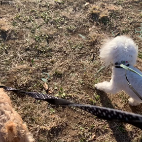 11月28日12わんこと2時間30分遠足　代々木公園表参道の画像