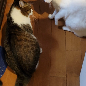 またまた残念な柄たちの喧嘩の画像