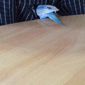 発情中のぴぃさん(^◇^;)②の画像