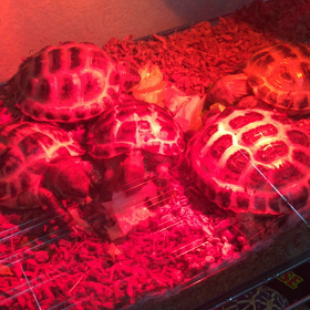 ロシアリクガメの画像