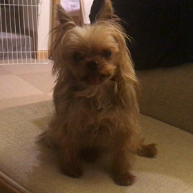 マテがお上手なあんずの画像