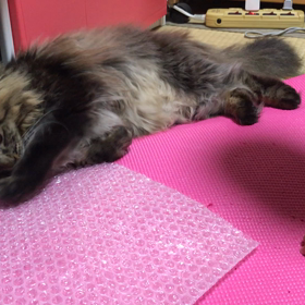 レオナルドレオンの脅威2の画像