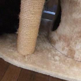 山武市からの保護っ子達☺️の画像