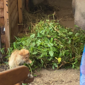 雨とみーちゃんと帰っておいでの画像