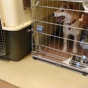 ”明日は、蒲郡市で犬の譲渡会!”の画像