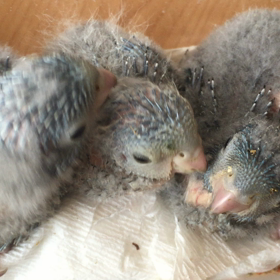 サザナミインコの雛の画像