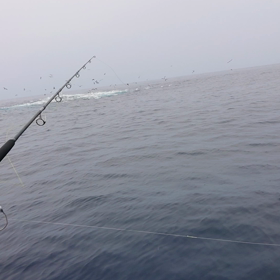 遊漁船 SEA STAGE 釣果情報❗の画像