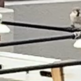 遅寝早起きすずめの声の画像