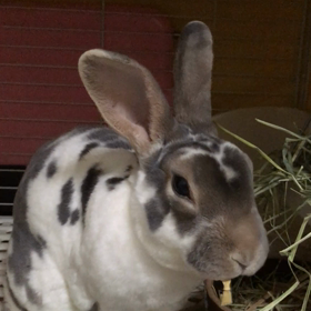 歯はいのちの画像