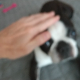 撫でなでの画像