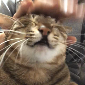 ただただの画像