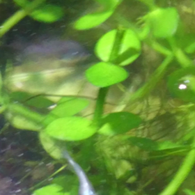 魔王メダカの画像