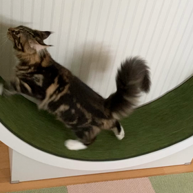 気に入ったみたいの画像