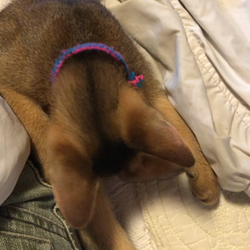 あかねちゃんの画像