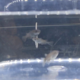 メダカの春の画像