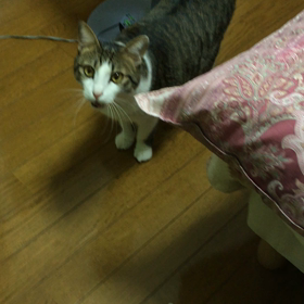 遊んでニャ〜 (=´∇｀=)の画像