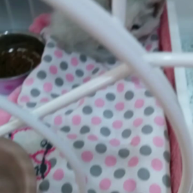 ちびにゃんの画像