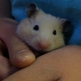 おとなしくの画像