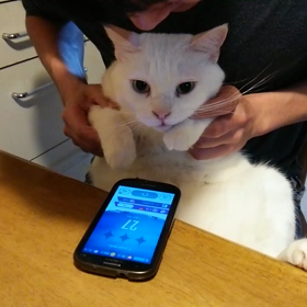 てんちゃん、ピアノ演奏の画像