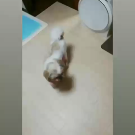 こちょ♪こちょ♪の画像