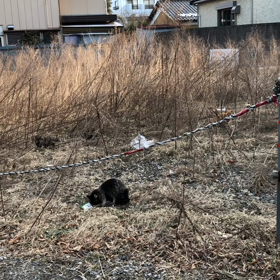 野良猫 家族発見！！！ アドバイスください！の画像