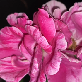 “自然と音遊び” プロジェクト vol.082！の画像