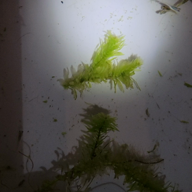 おやすみなさいの画像