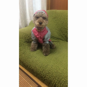 パメちゃん、キツキツカッパの画像