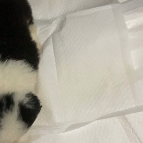 ボーダーコリー　子犬の画像