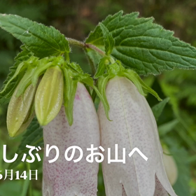 濃霧の中やけ  ど、雨が降らんので行って来たよ。の画像