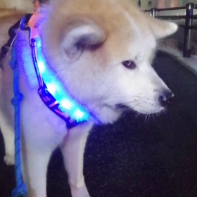 今朝のお散歩、イヤイヤながら、何とか終了❗　散歩途中のゴロ寝が大好きな未来丸でした。の画像