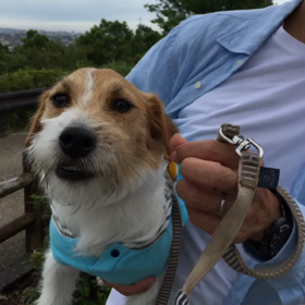 ロビン、青年の主張の画像