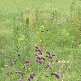 キジと蝉の鳴き声が…の画像