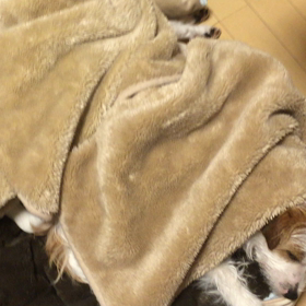 ココのぽうぽう、のんののびの画像