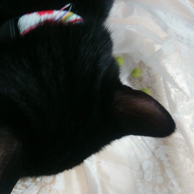 えんどう豆が好きすぎる猫の画像