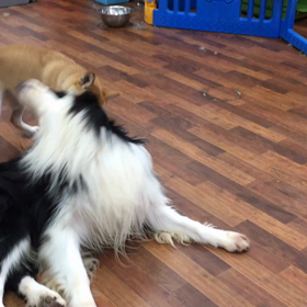 じゃれ合いの画像