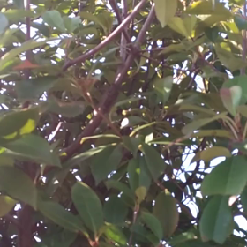 すぎぴたんの事件簿シーズン3　343話（セミ！セミ！セミ！）の画像