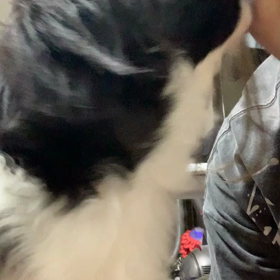 てんのすけの画像