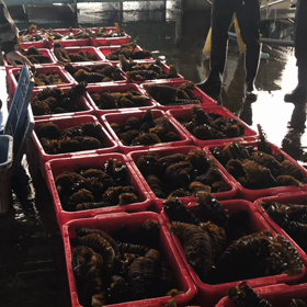 豊浜夕市の様子！の画像