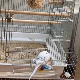 ヨーゼフの新しい遊び方発案！？の画像