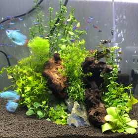 玄関水槽の画像