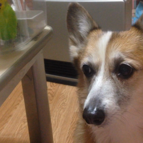 むげさん とすーさん の視線に注目〜の画像