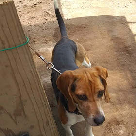 今日のちょこちゃんの画像