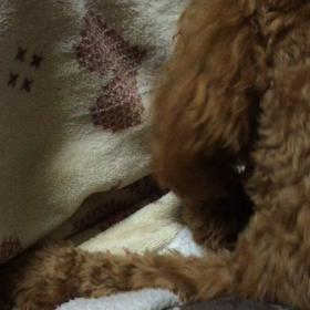 お散歩（≧∇≦）の画像